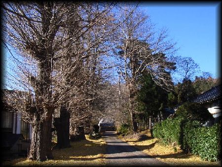浄福寺の公孫樹の大木の並木がある参道